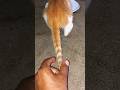 Cat S Tail Cats Cat Cut Kittens