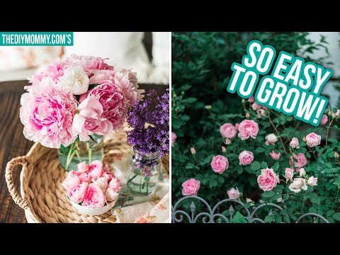 My Favorite Easy-Care Perennial Flowers