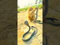 oh! monkey and two king cobraoh! monkey and two king cobra snake short video#short#amazing