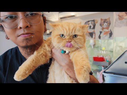 RAJA my Favourite Ginger Cat and How Awesome her Mom Is