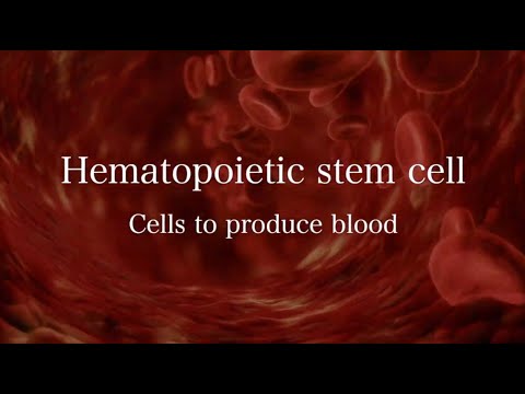 FROM HERE ! ”Revealing potential capabilities of hematopoietic stem cell"