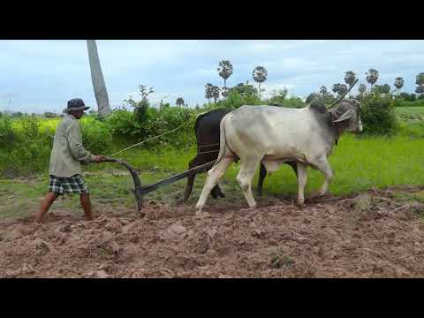Cows plowing farmers