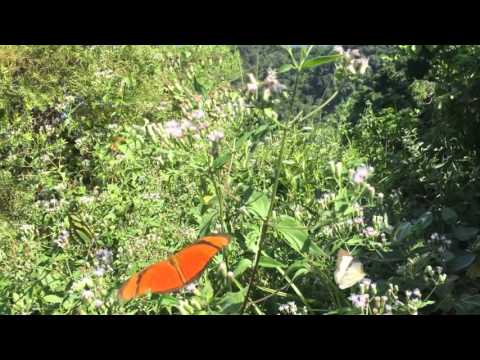 O som das borboletas