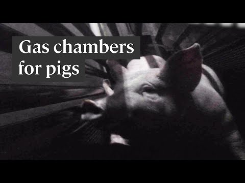 How gas chambers are used to slaughter pigs