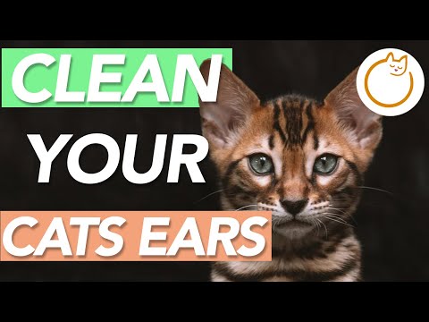 How to Clean Your Cats Ears - SAFELY AND EFFECTIVELY
