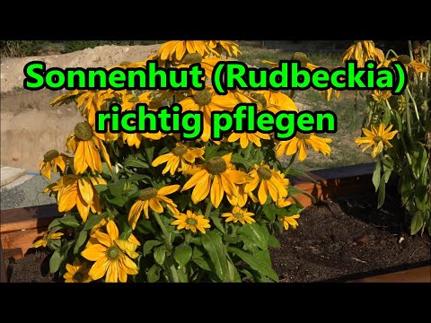 Proper care of coneflowers (Rudbeckia): watering, fertilizing, pruning, propagation; location of ...