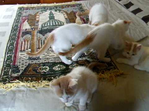 Turkish Van kittens 10 weeks