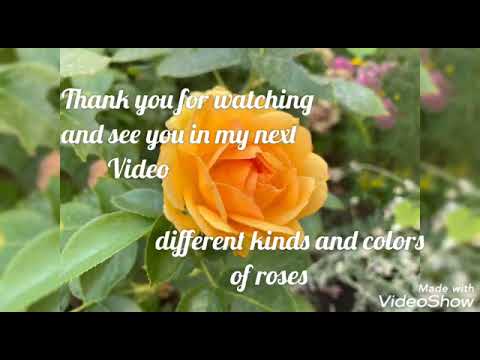 MY PARADISE/MY STRESS RELIEVER/MY FLOWERS/Digna mix tv