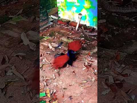 مواجهة الموت: أفعى الكوبرا ضد الطائر الشجاع.. من سينتصر؟ 🐍🦅 | Deadly Encounter: Cobra vs Brave Bird