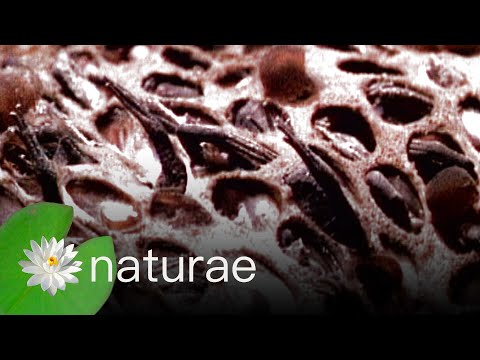 Disgusting Toads Hatch Out Of Moms Skin - Explore the Wildlife Kingdom