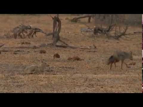 Safari Live Videos--Sunrise Drive- June 23-A pair of Side Striped Jackals