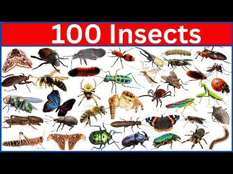 100 Amazing Insects That Will Blow Your Mind!