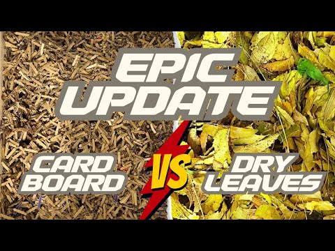 Worm Bin Carbon Experiment Part 3 - Cardboard VS Leaves - African Night Crawlers