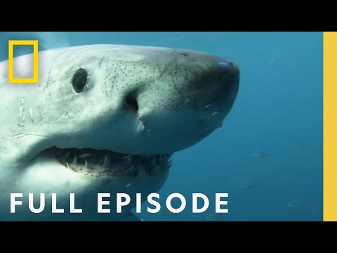 Seals, Subs, and Suits of Armor: Sharks That Eat Everything (Full Episode)