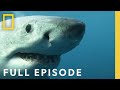 Seals, Subs, and Suits of Armor: Sharks That Eat Everything (Full Episode) DEFAULT Thumbnail