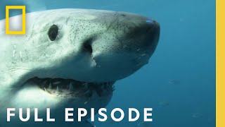 Seals, Subs, and Suits of Armor: Sharks That Eat Everything (Full Episode) MQDEFAULT Thumbnail