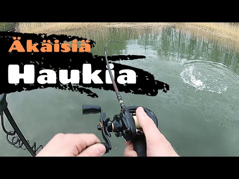Paljon pikku haukia [ Keväistä hauen kalastusta matalassa ]