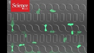 The nucleus of cancer cells can burst and recover