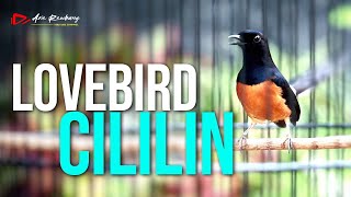 Download lagu MURAI BATU GACOR ISIAN LOVEBIRD PANJANG SAMBUNG CILILIN mp3