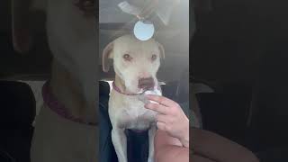 Video preview image #1 Mutt Puppy For Sale in Unionville, PA, USA