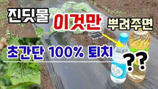 진딧물응애깍지벌레 이것 넣어 뿌려주면 벌레 퇴치 쉬워요 천연살충제 주방에서 찾아보세요.