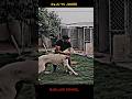 Bully Kutta In Action Bullykuttaladai Shorts Full Video Link In Description