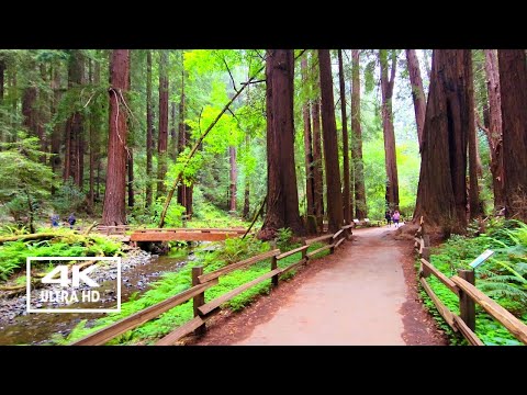 Muir Woods: A Journey into Redwood Forests" Relaxing Walking Tour [4K]