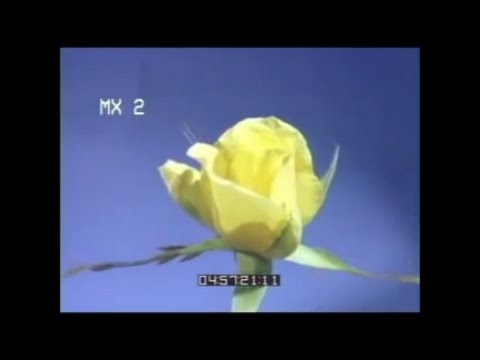 109 - Toro Y Moi