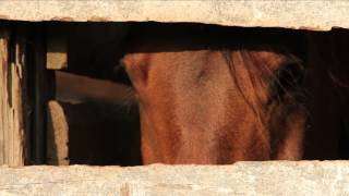 Tesis de Menta y Pablo Milanés, Soltando Amarras