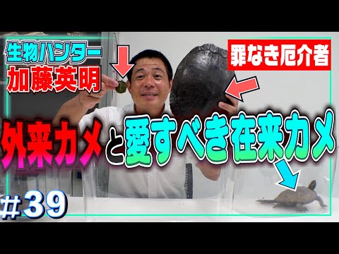 Trachemys scripta elegans