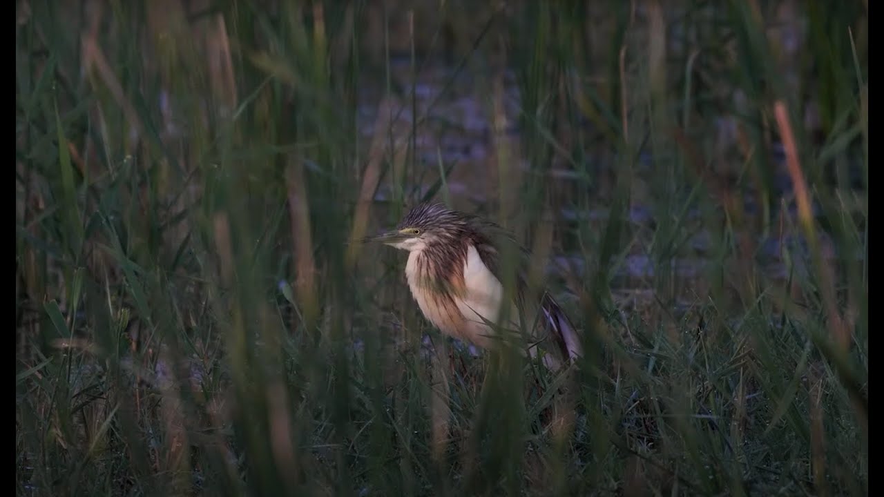 20 χρόνια BirdLife Cyprus / 20 years of BirdLife Cyprus