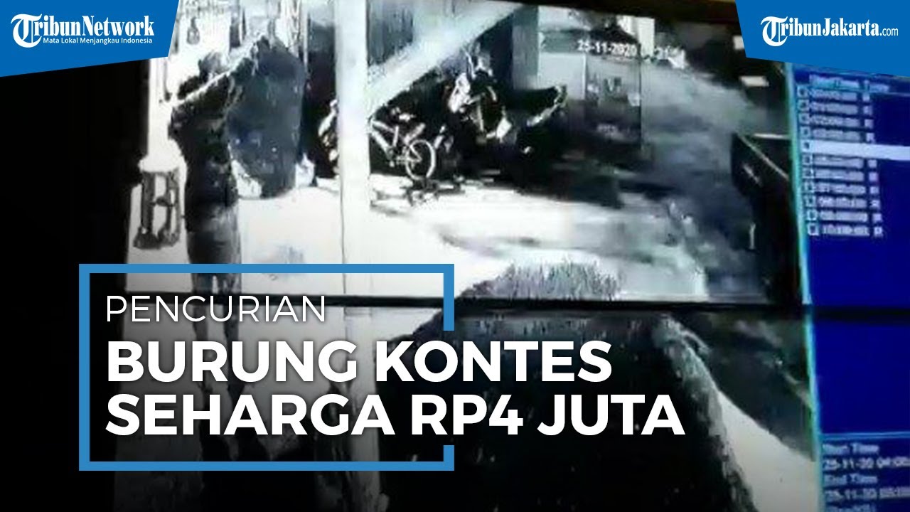 Burung Kontes Seharga Rp4 Juta Milik Warga Pasar Rebo