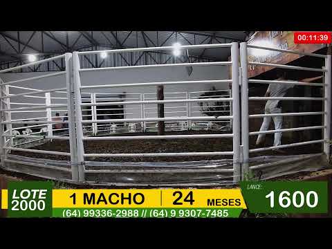 BRASIL LEILÕES - SÃO LUIS DE MONTES BELOS - GO - 03/13/2025