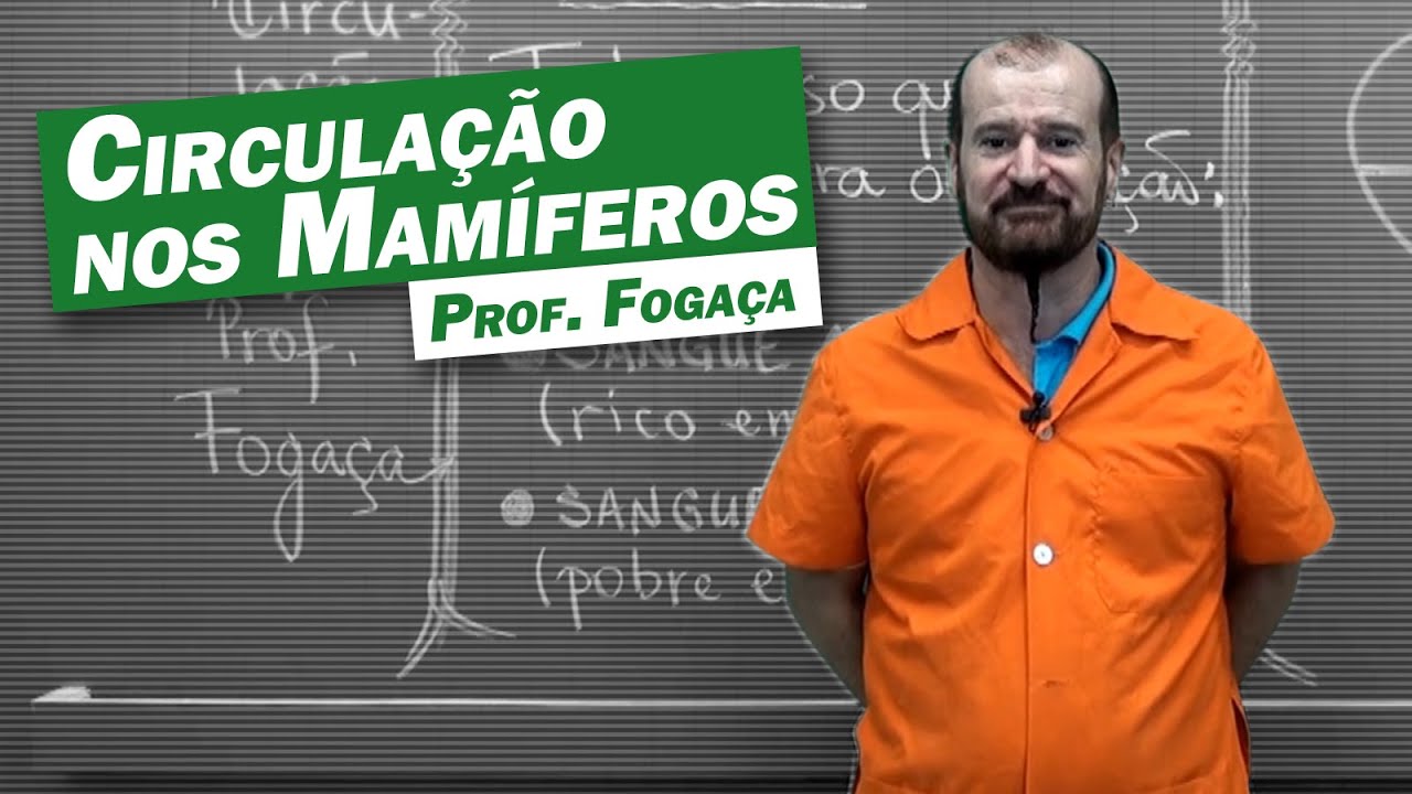 Biologia - Circulação nos Mamíferos (parte 1)