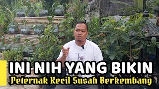 Download lagu Ini Nih Yang Bikin Peternak Kecil Susah Berkembang mp3 Download lagu Ini Nih Yang Bikin Peternak Kecil Susah Berkembang mp3