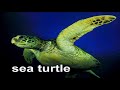 Baby Einstein World Animals In The Deep Blue Sea Classical Animals Ver