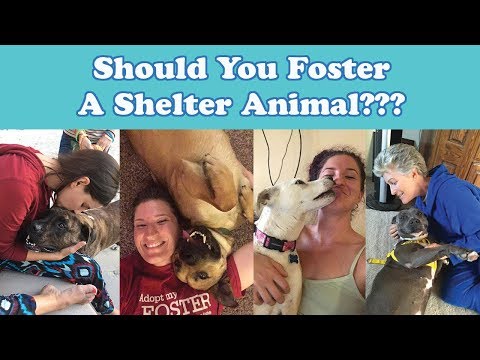 Should You Foster A Shelter Animal?