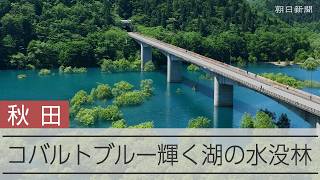 コバルトブルーに変幻「水没林」　雪解け水で水位上昇　秋田・秋扇湖