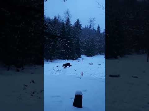 Urs la o hrănitoare într-o pădure la Ocolul Silvic Stulpicani din cadrul Romsilva