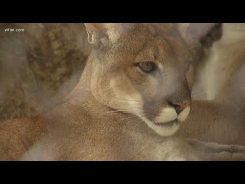 Verify: How did Fort Worth get the nickname 'Panther City'?
