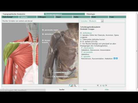Anatomie: Schultermuskeln 8/11 (Grobe Übersicht!)