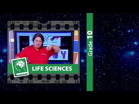 The Heart & the Lymphatic System