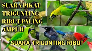 Download lagu suara burung srigunting ribut yang ampuh buat mikat di mana aja mp3