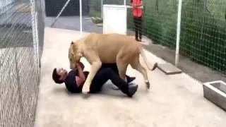 Lion Attacks Man in Zoo
