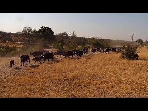 Djuma: African Buffalo come to the pan - 08:59 - 07/24/19