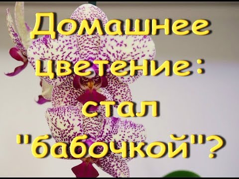 ОРХИДЕЯ phal."Yolo" зацвел "БАБОЧКОЙ" (1-е дом.цветение),приветы Диане,Марине и Лиане!