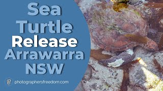 Sea Turtle Rescue In Arrawarra NSW - Myshell Released Back Into The Ocean