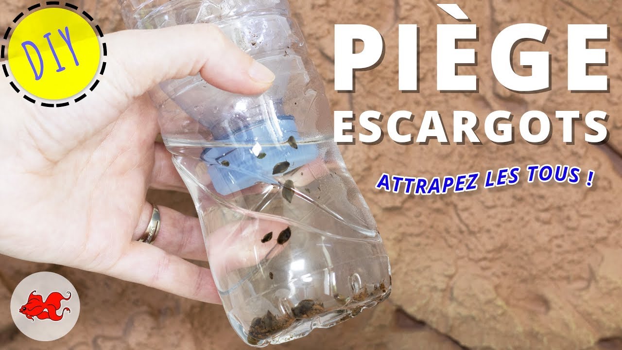 [Tuto] Piège à escargots aquarium YoutuBeRandom
