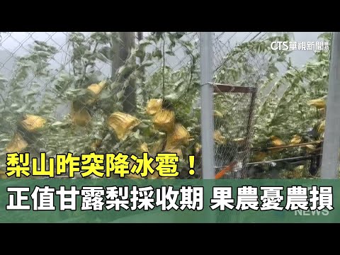 梨山昨突降冰雹！　正值甘露梨採收期　果農憂農損