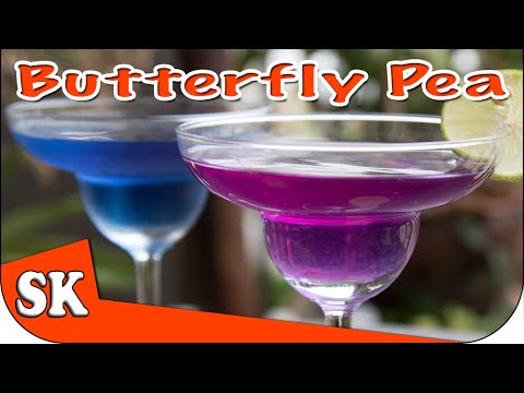 download lagu mp3 mp4 Clitoria Ternatea Tea, download lagu Clitoria Ternatea Tea gratis, unduh video klip Clitoria Ternatea Tea